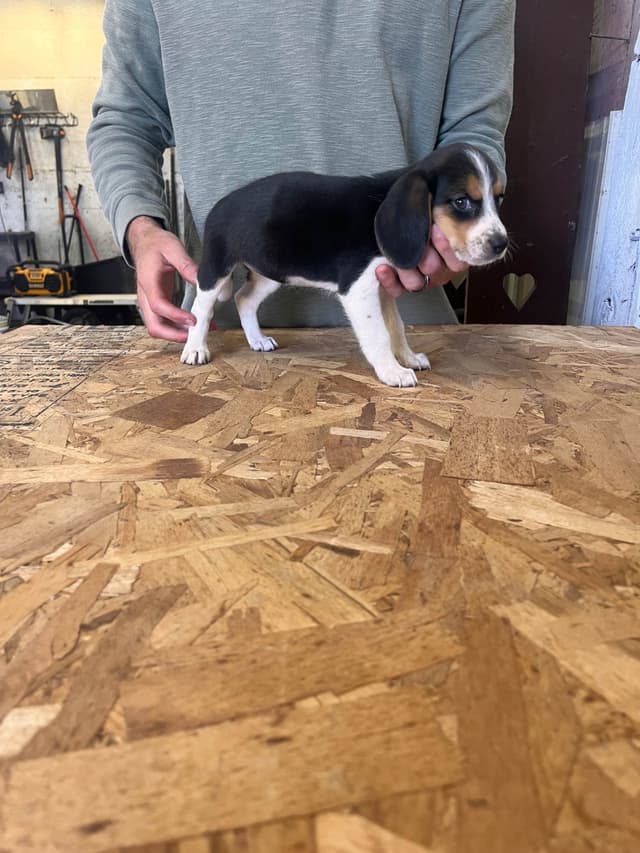 Stafford, NY- Beagle Puppies media 11