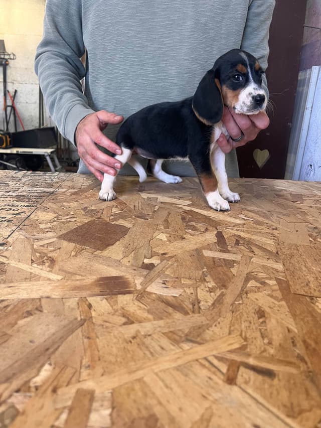 Stafford, NY- Beagle Puppies media 12