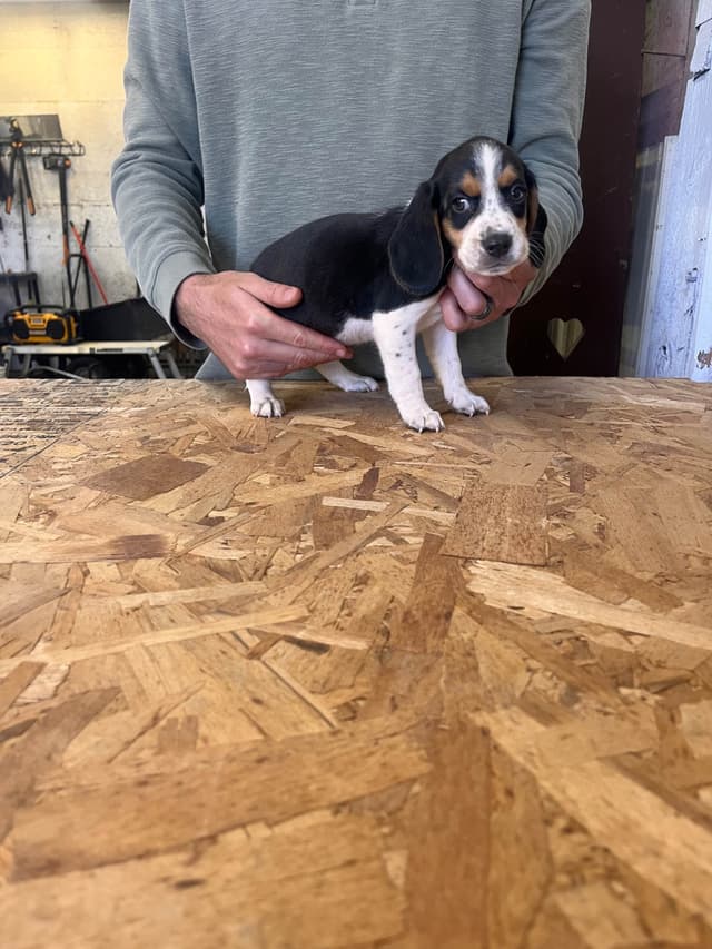 Stafford, NY- Beagle Puppies media 15