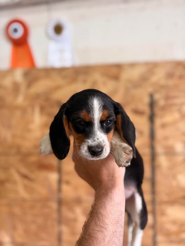 Stafford, NY- Beagle Puppies media 16