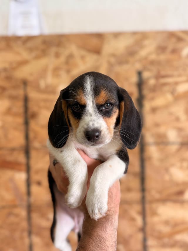 Stafford, NY- Beagle Puppies media 18