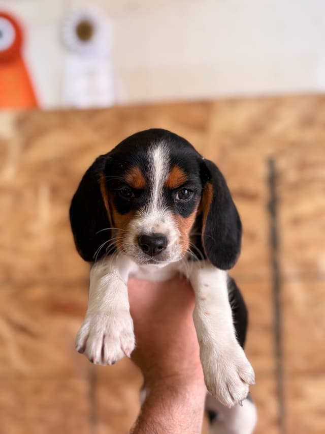 Stafford, NY- Beagle Puppies media 17