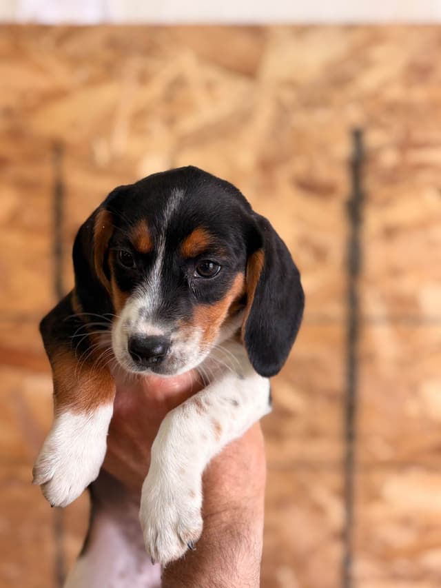 Stafford, NY- Beagle Puppies media 19