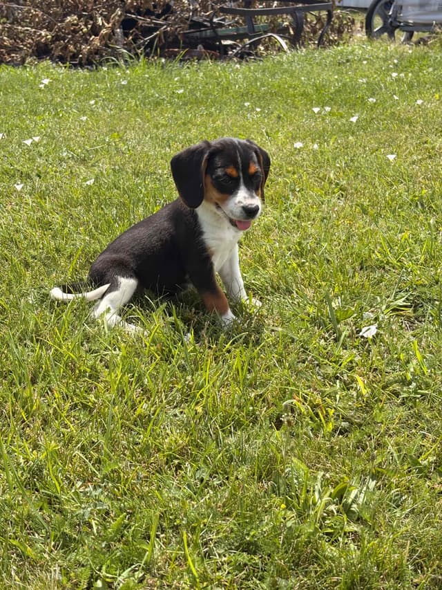 Stafford, NY- Beagle Puppies media 21