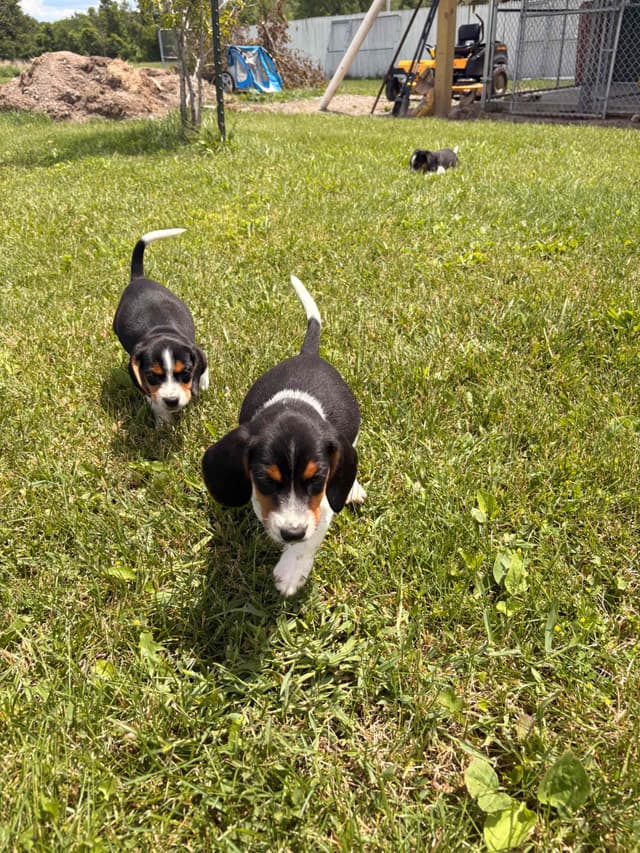 Stafford, NY- Beagle Puppies media 20