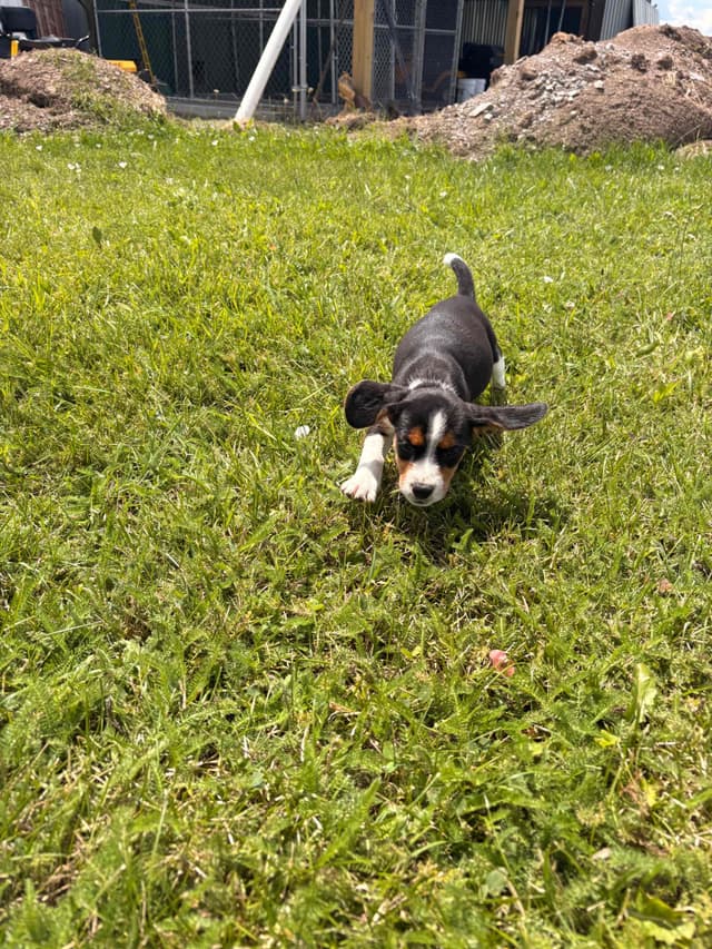 Stafford, NY- Beagle Puppies media 23