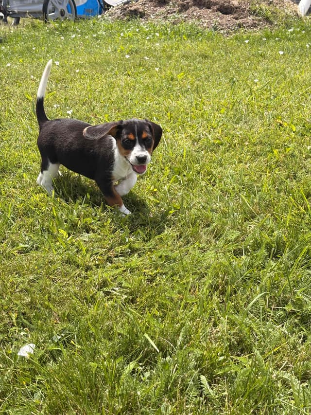 Stafford, NY- Beagle Puppies media 24