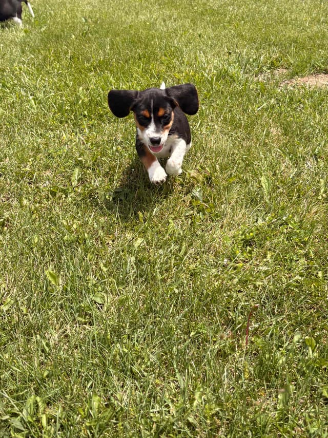 Stafford, NY- Beagle Puppies media 28