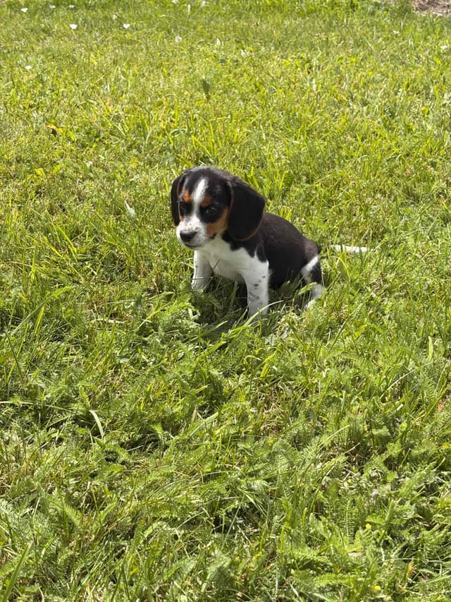 Stafford, NY- Beagle Puppies media 27
