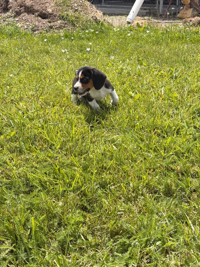 Stafford, NY- Beagle Puppies media 26