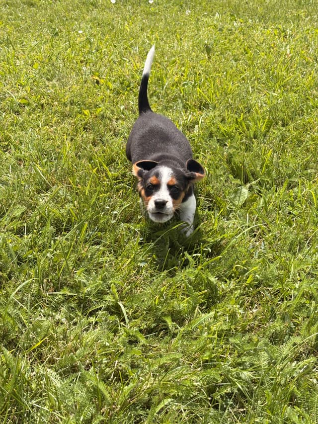 Stafford, NY- Beagle Puppies media 29