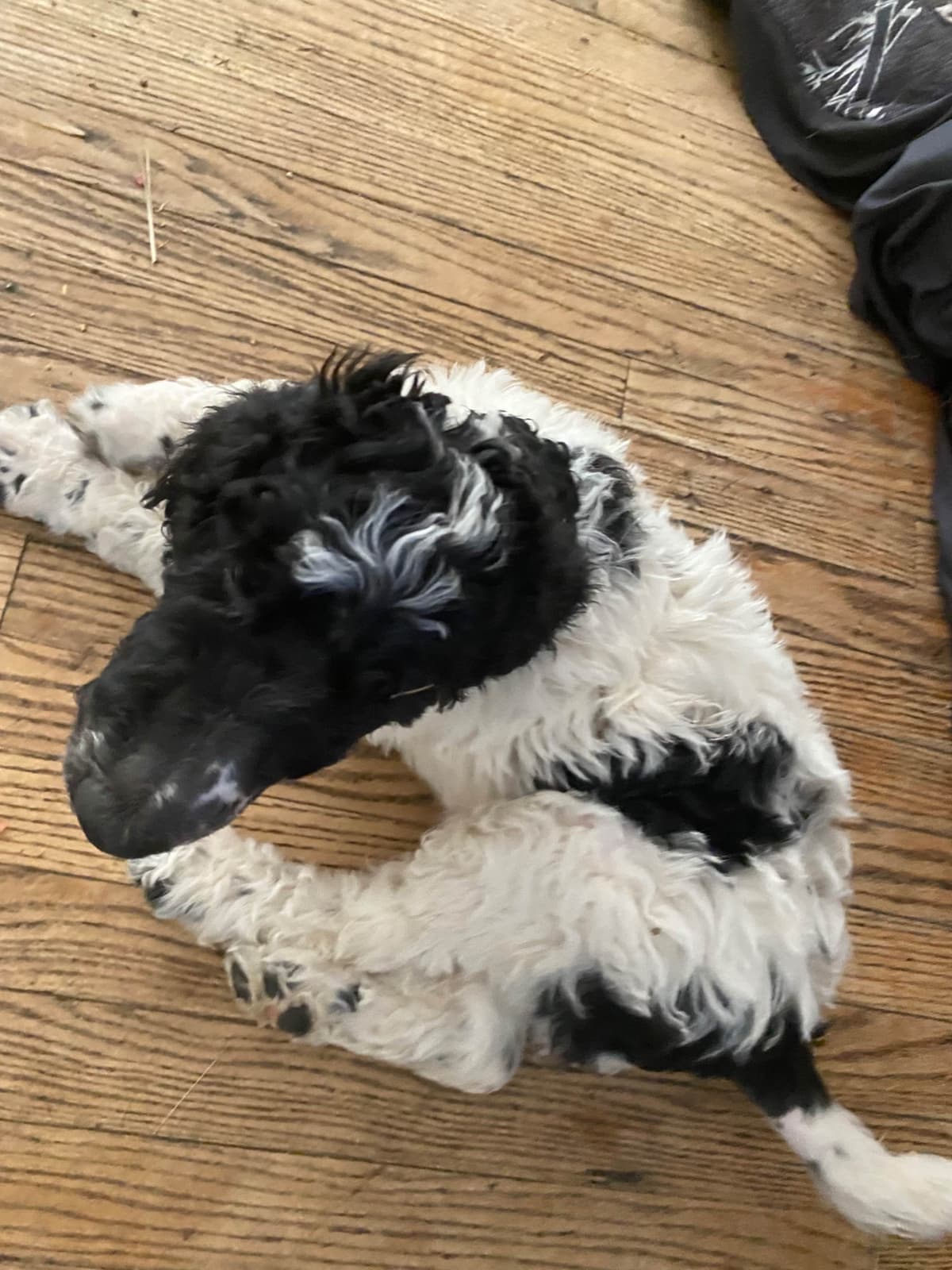 Poodle Puppies breeder image 2