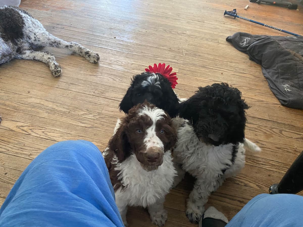 Poodle Puppies breeder image 4