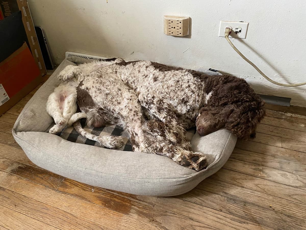 Poodle Puppies breeder image 5