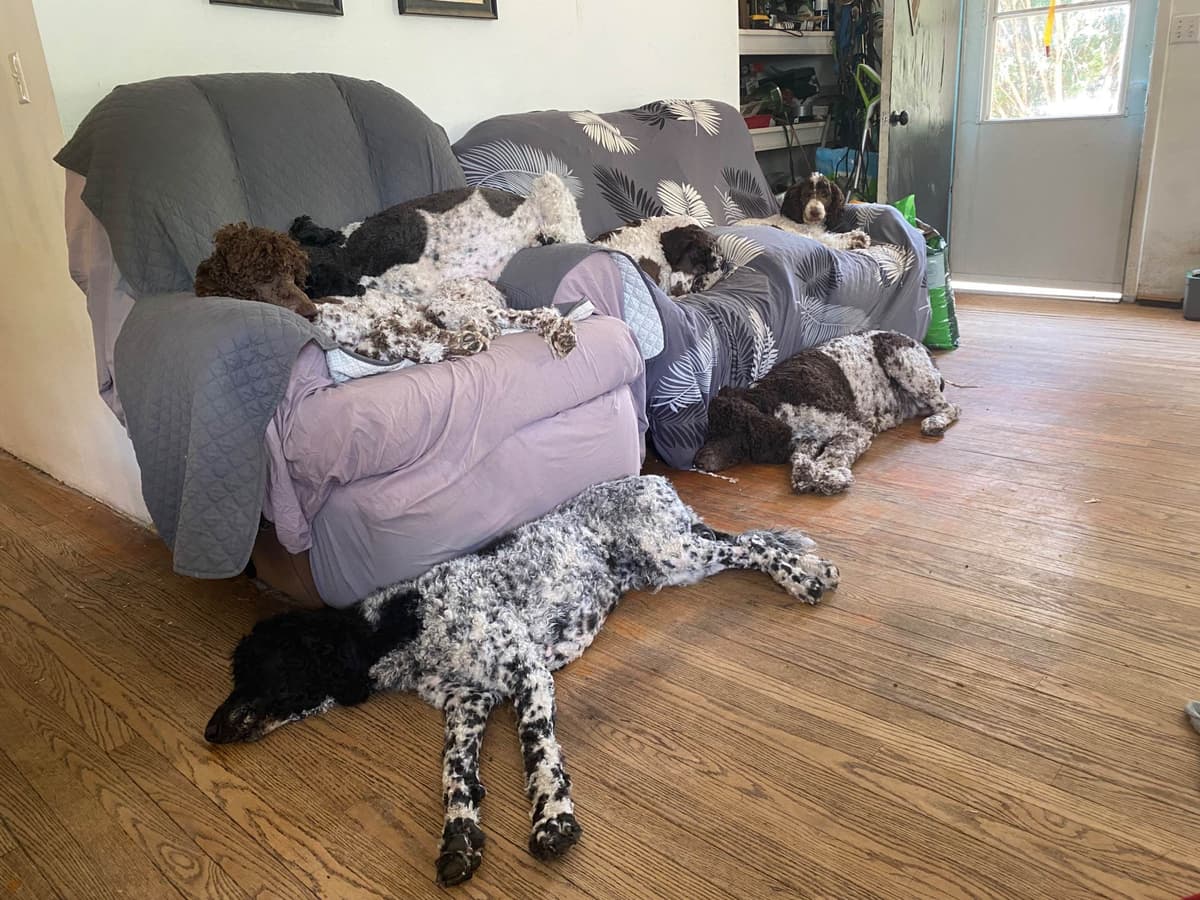 Poodle Puppies breeder image 6