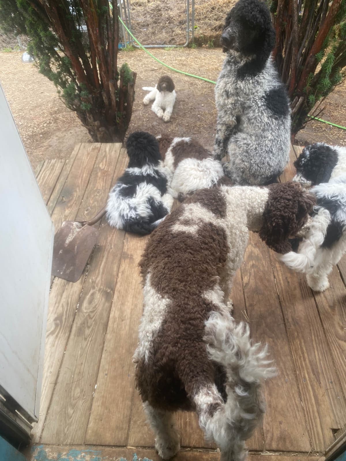 Poodle Puppies breeder image 8