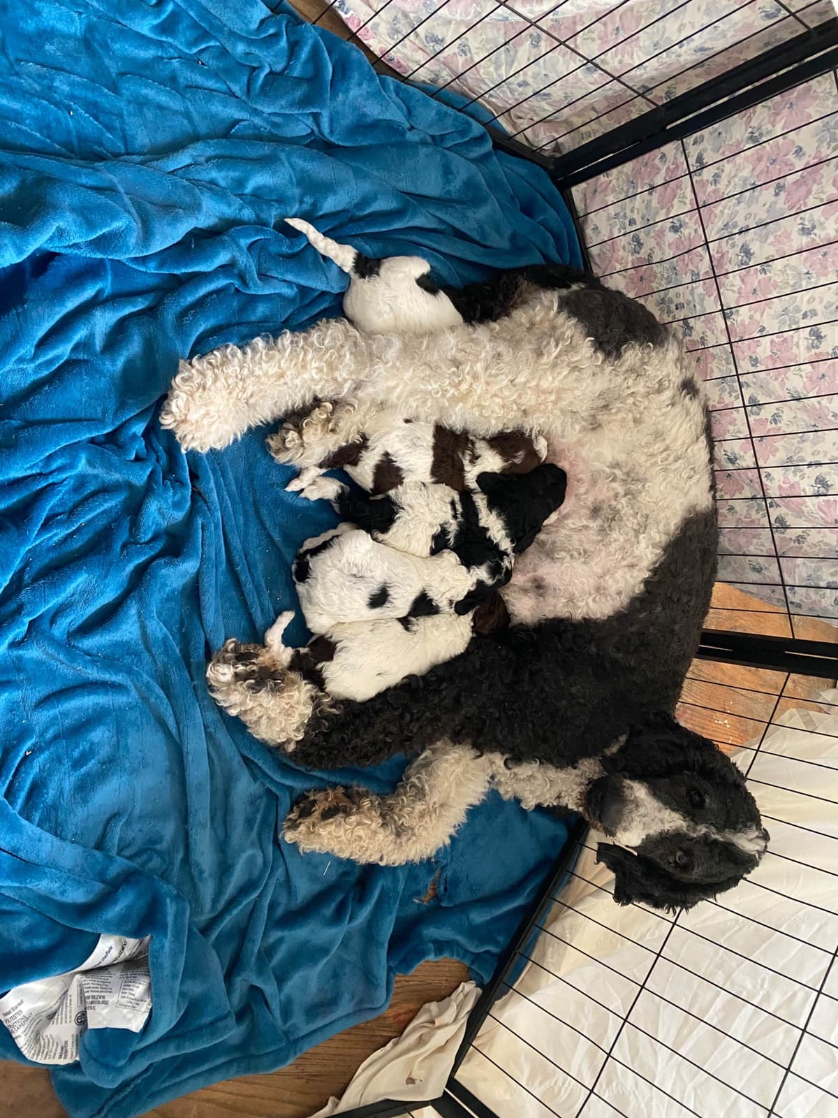 Poodle Puppies breeder image 9