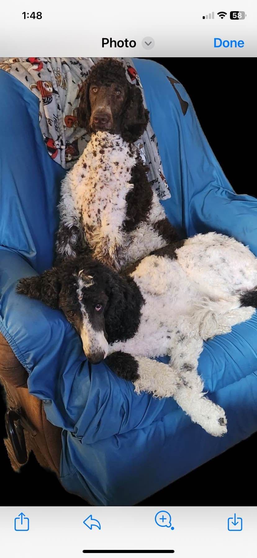 Poodle Puppies breeder image 10