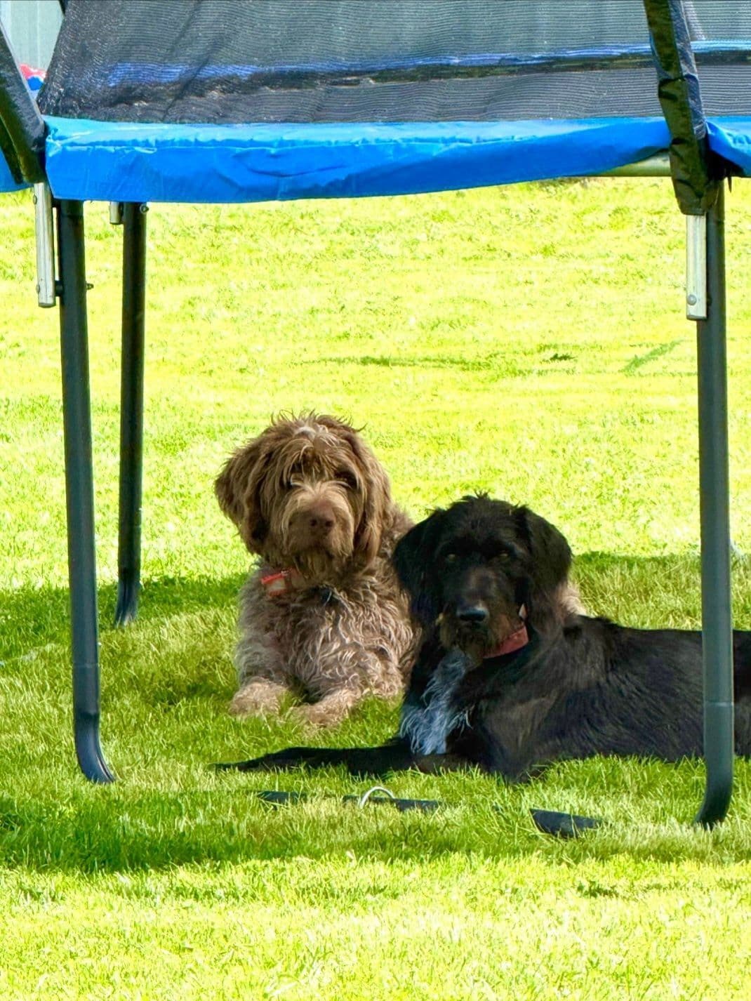 German Wirehaired Pointer Puppies breeder image 1