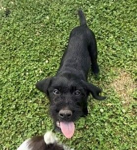 German Wirehaired Pointer Puppies media 3