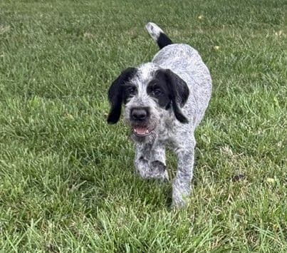 German Wirehaired Pointer Puppies media 6