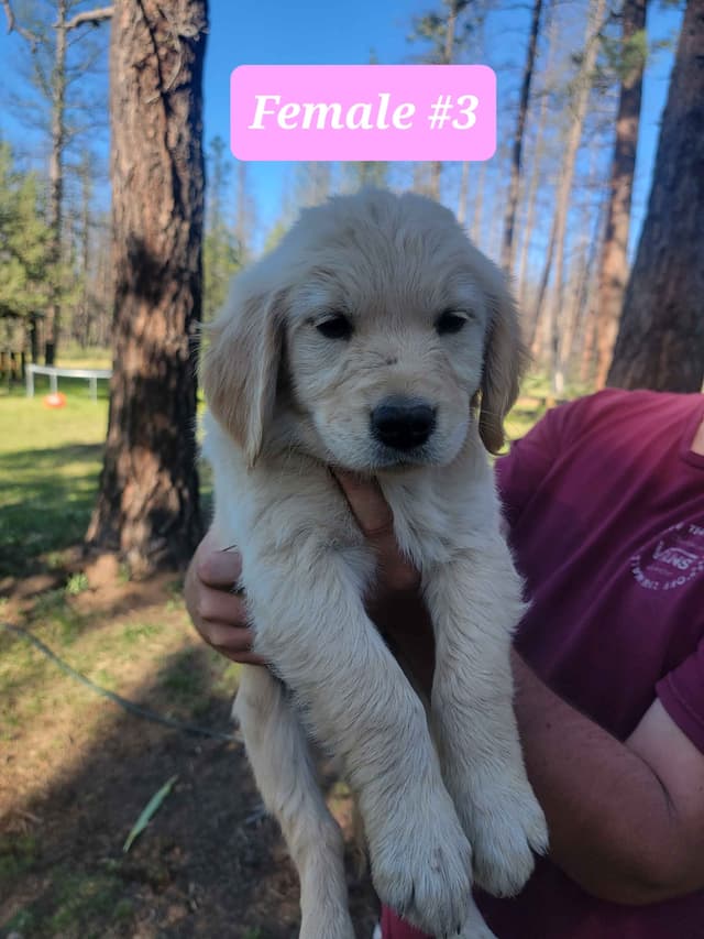 Golden Retriever Puppies media 8