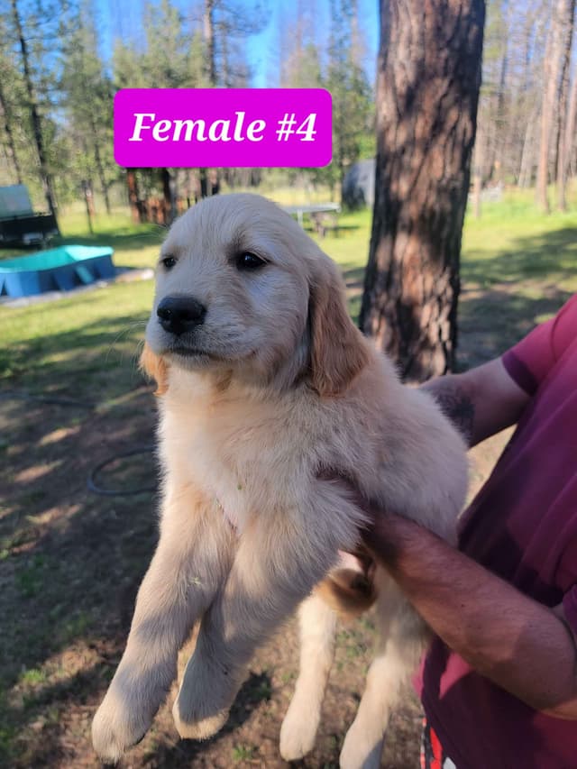 Golden Retriever Puppies media 9