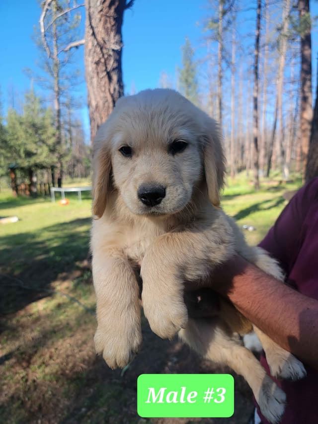 Golden Retriever Puppies media 11