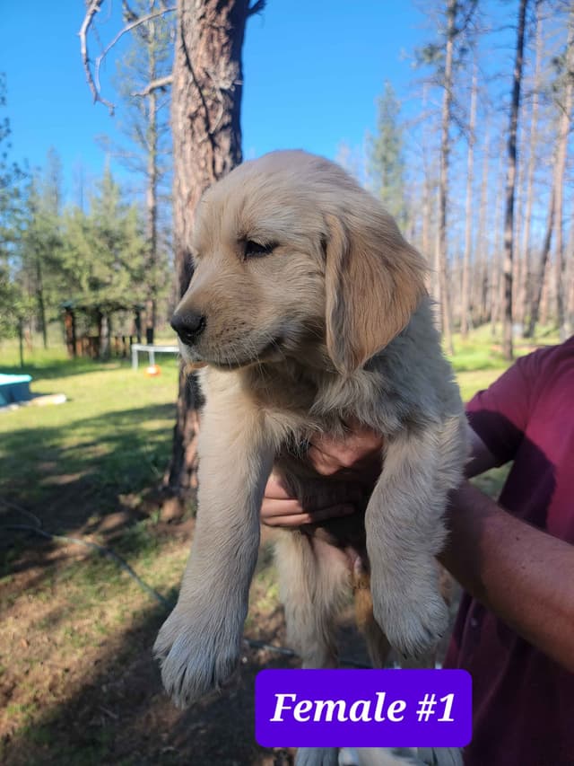 Golden Retriever Puppies media 13
