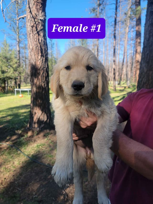 Golden Retriever Puppies media 16
