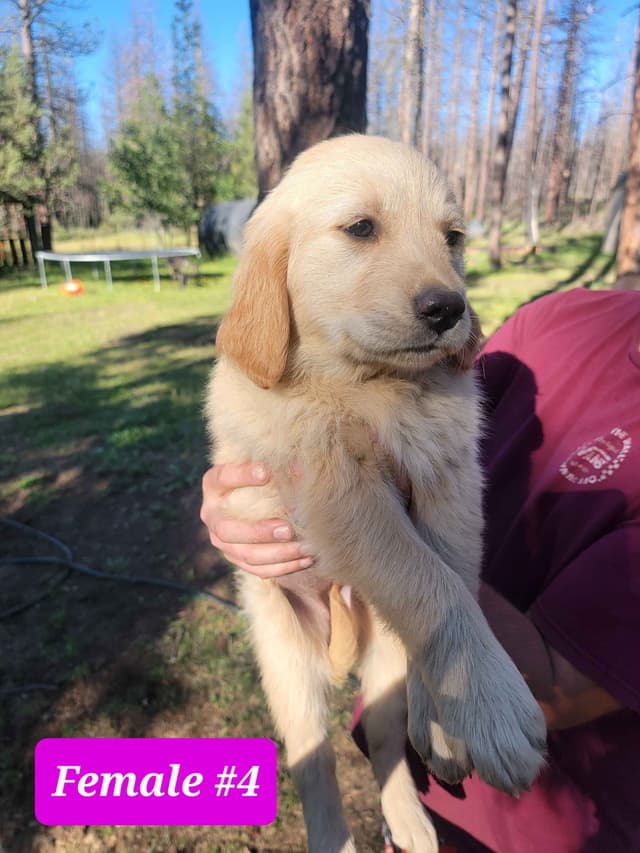 Golden Retriever Puppies media 15
