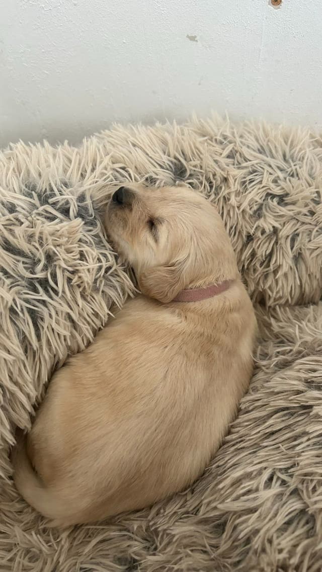 Golden Retriever Puppies media 17