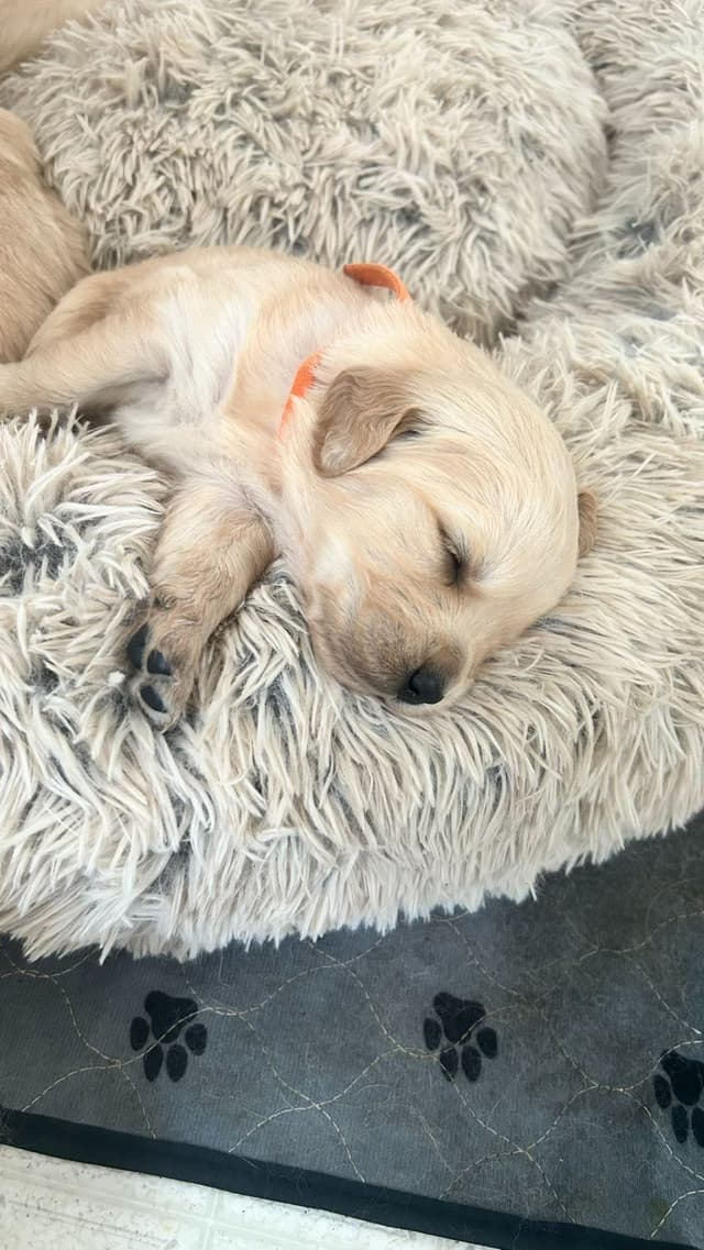 Golden Retriever Puppies media 19