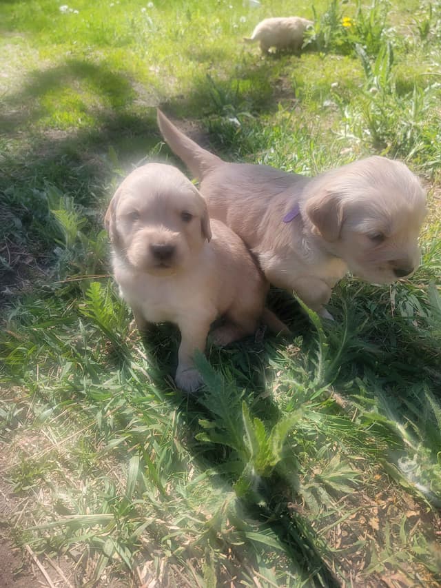 Golden Retriever Puppies media 22