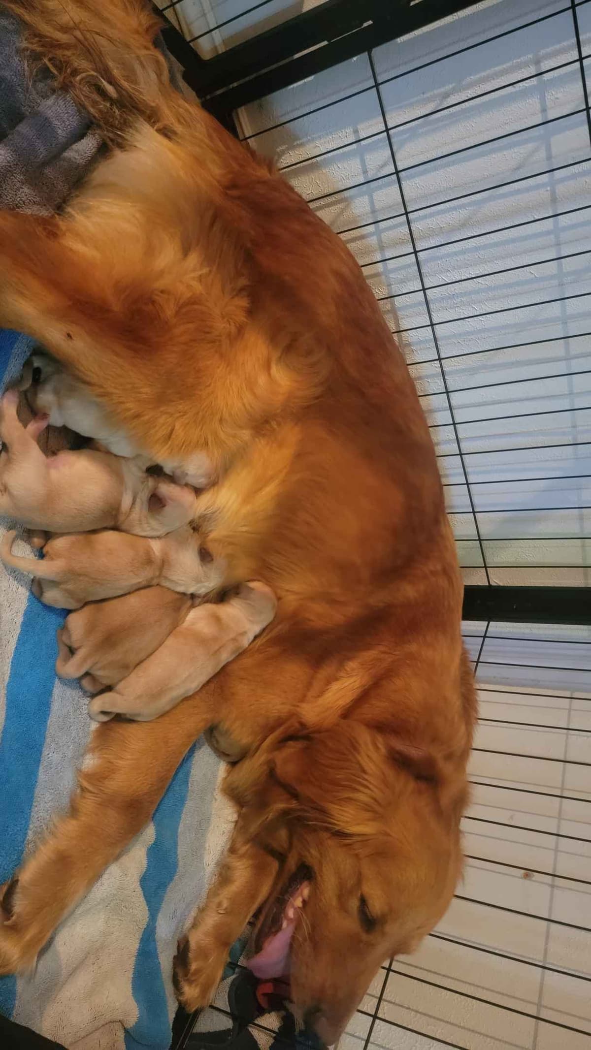 Golden Retriever Puppies breeder image 1