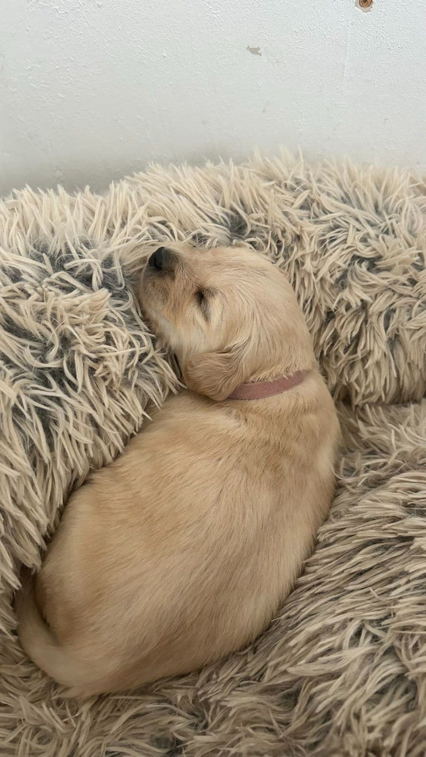 Golden Retriever Puppies breeder image 3