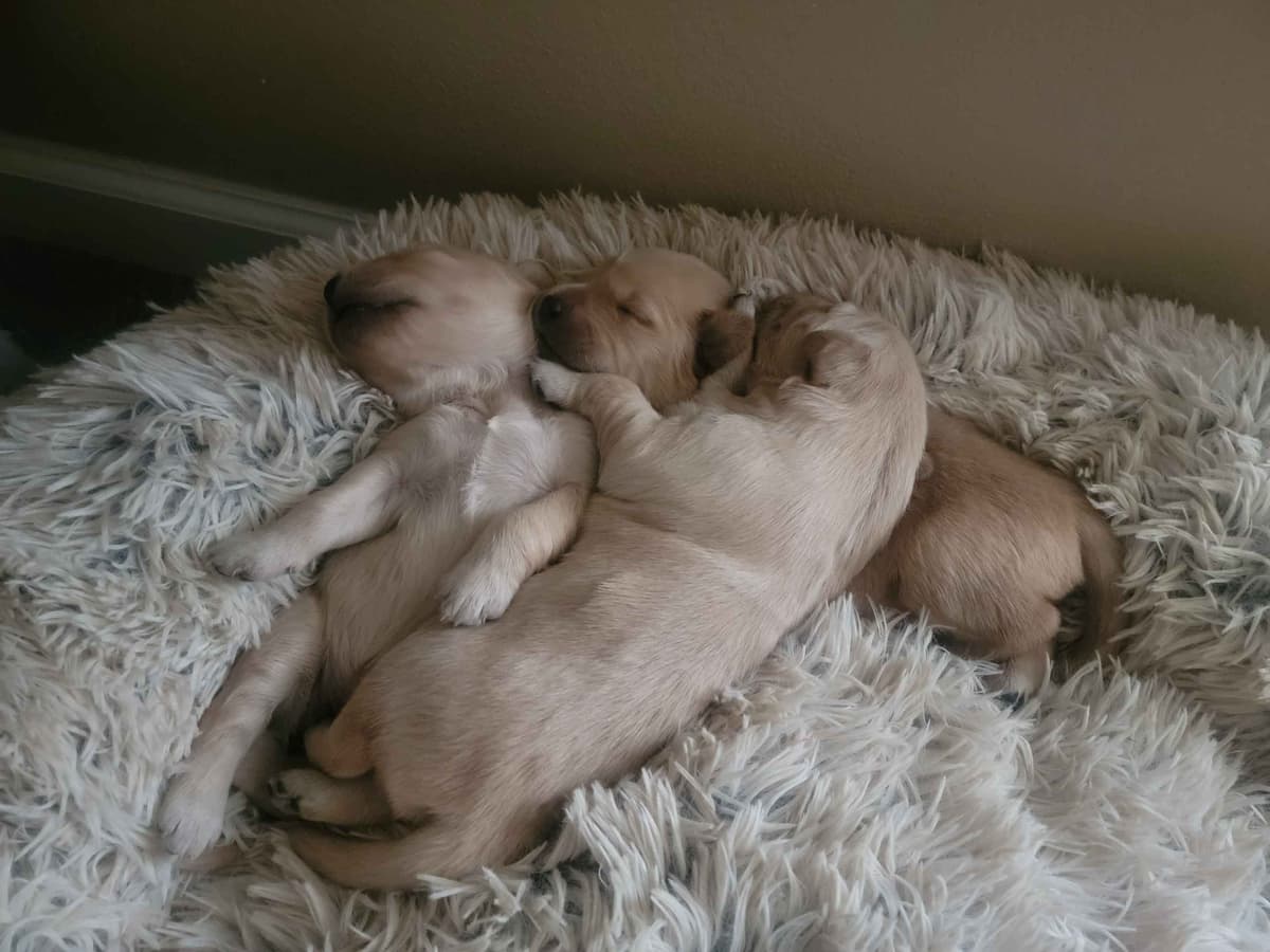 Golden Retriever Puppies breeder image 4