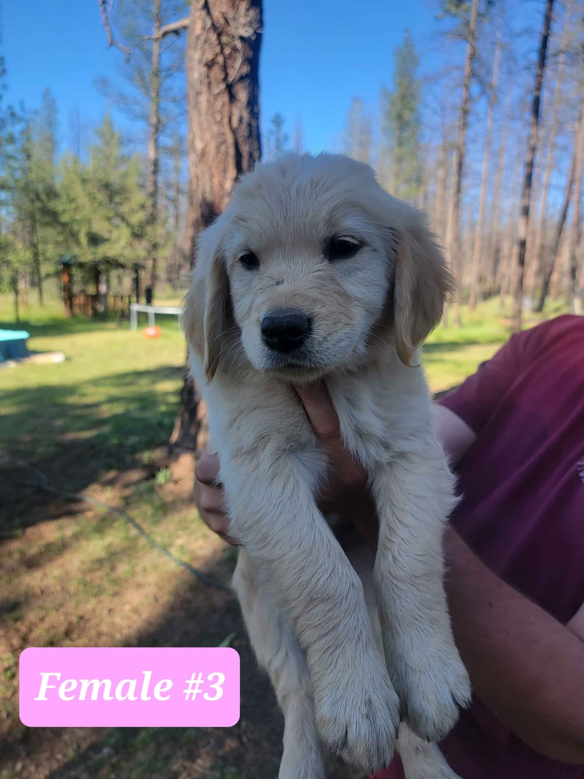 Golden Retriever Puppies breeder image 6