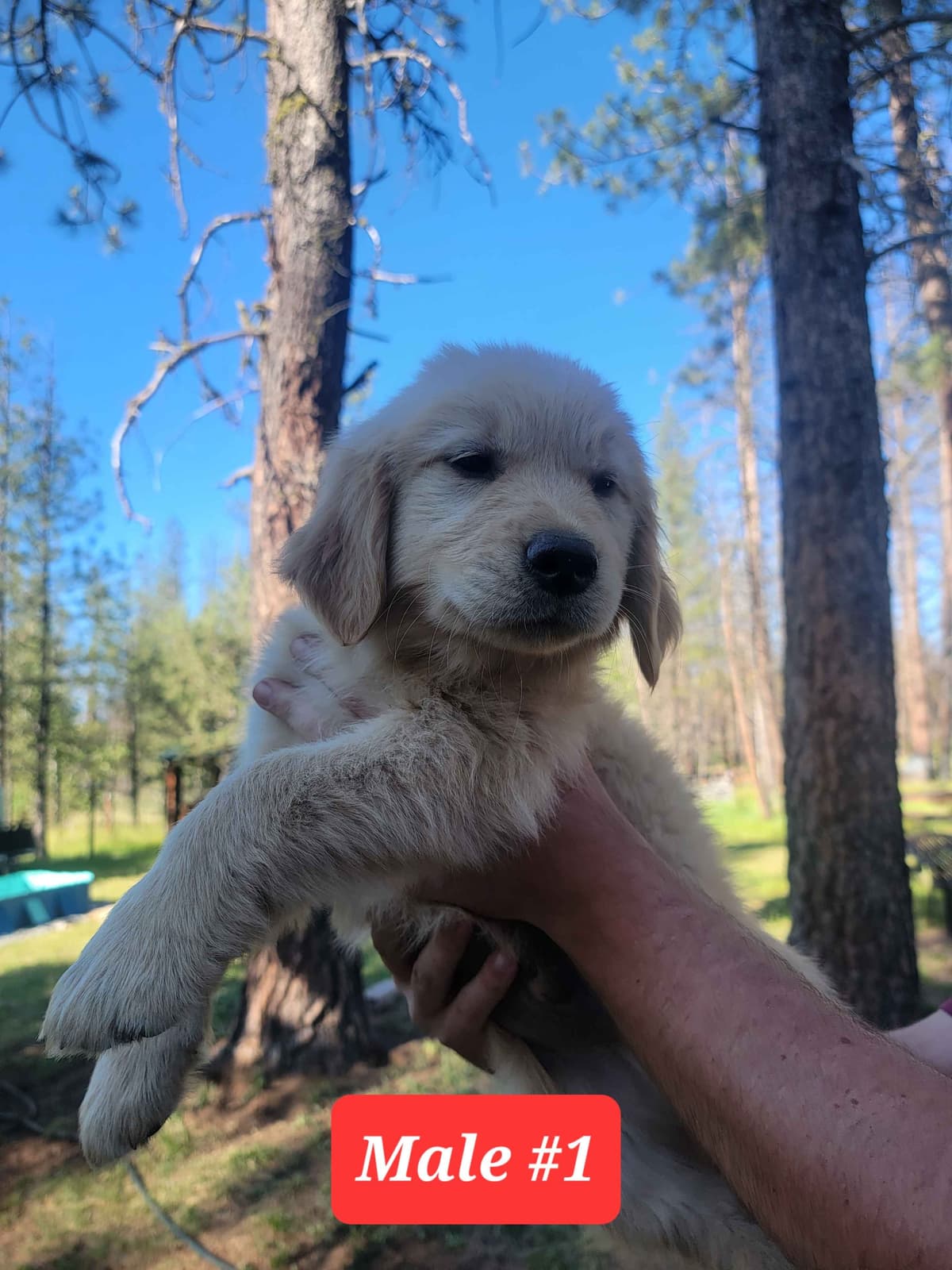 Golden Retriever Puppies breeder image 8