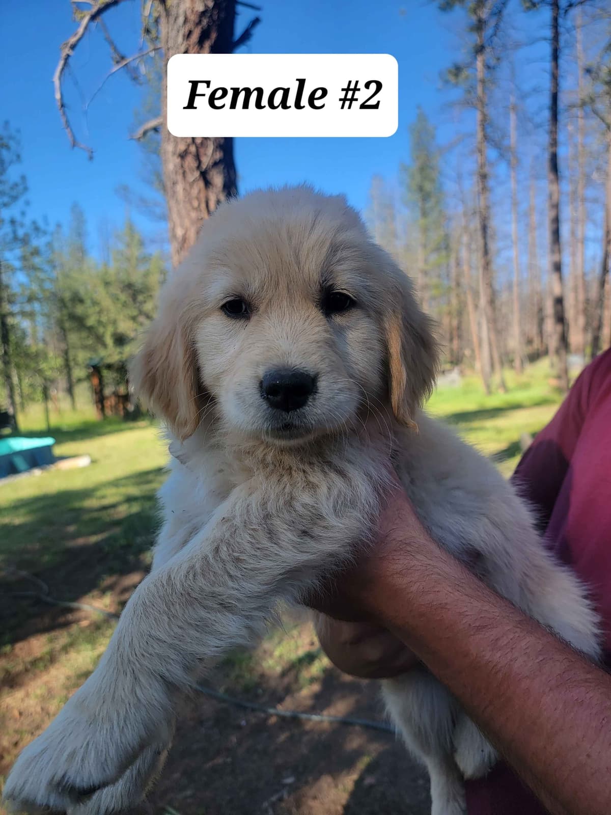 Golden Retriever Puppies breeder image 11