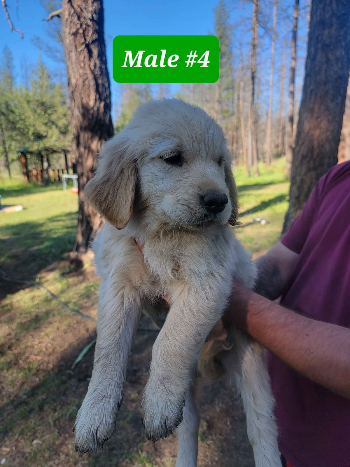 Golden Retriever Puppies breeder image 14