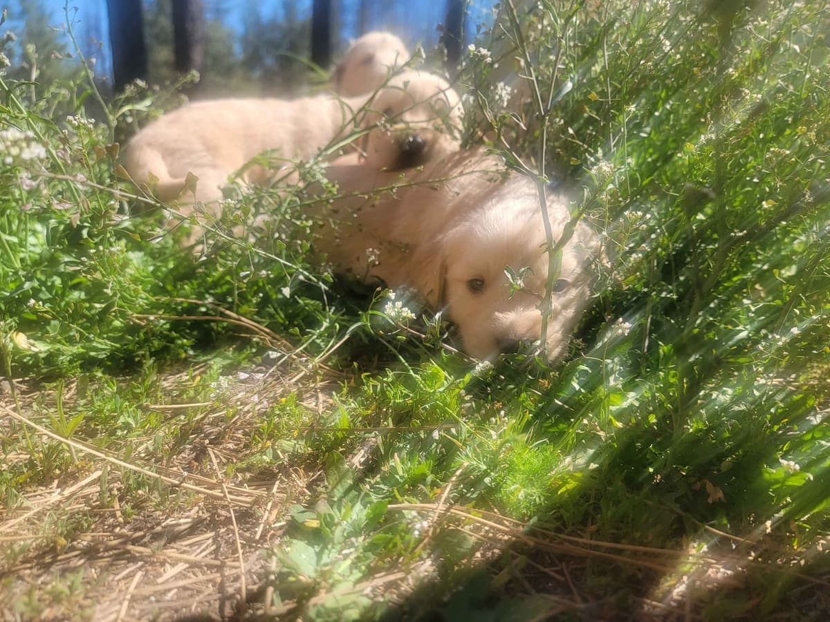 Golden Retriever Puppies breeder image 16