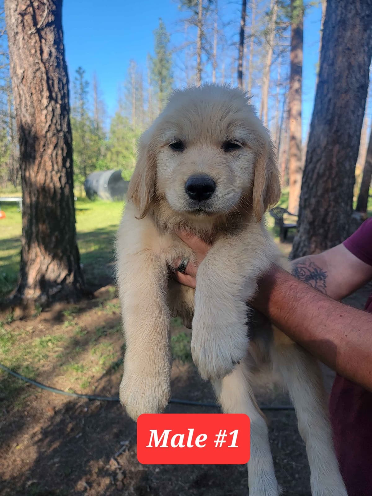 Golden Retriever Puppies breeder image 17
