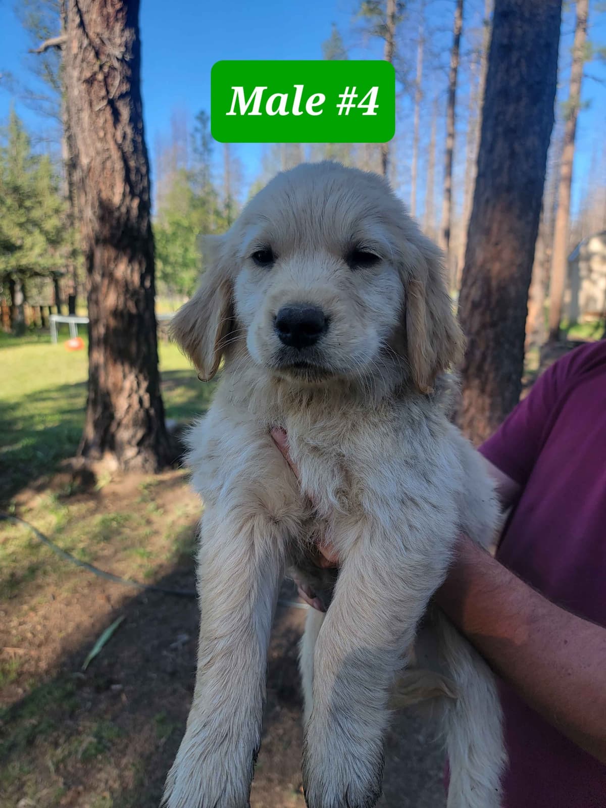 Golden Retriever Puppies breeder image 18