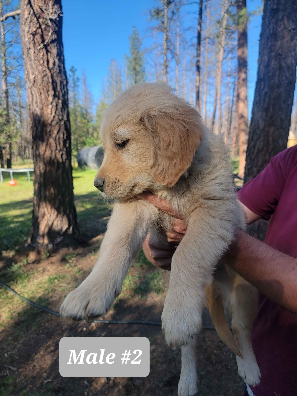 Golden Retriever Puppies breeder image 19