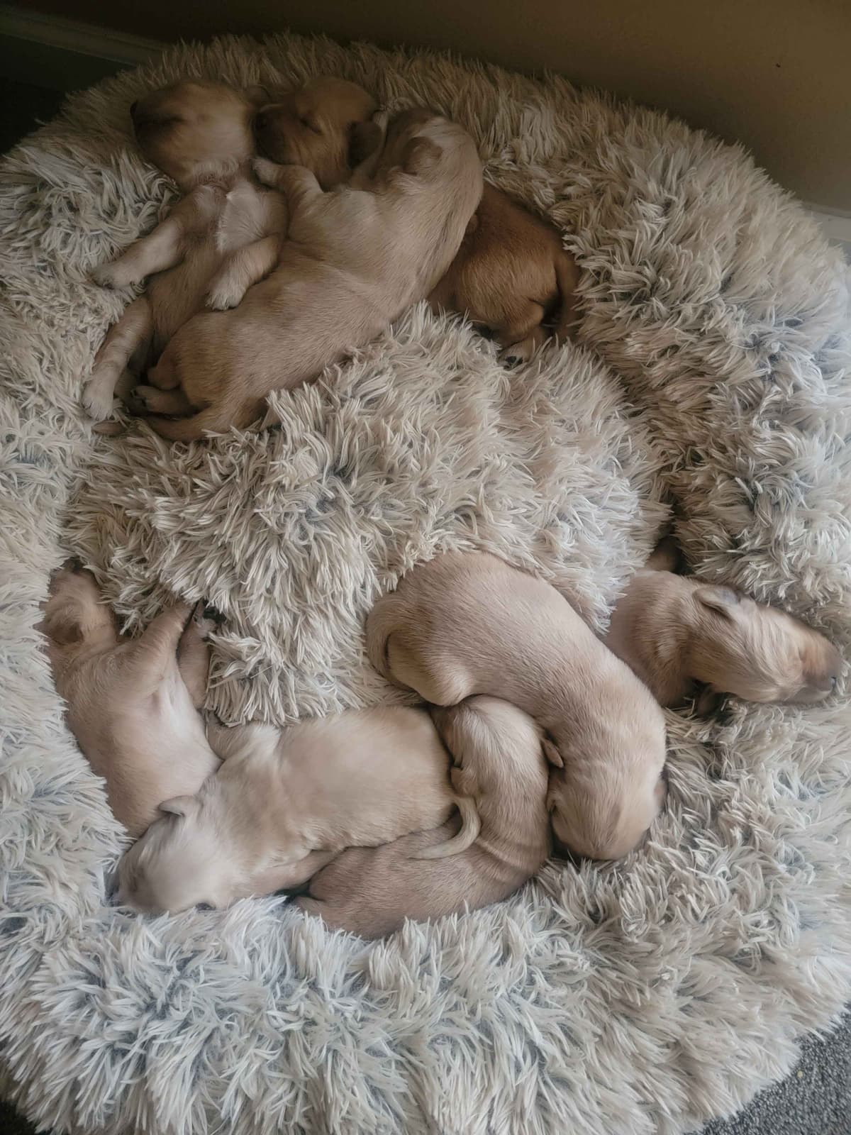 Golden Retriever Puppies breeder image 23