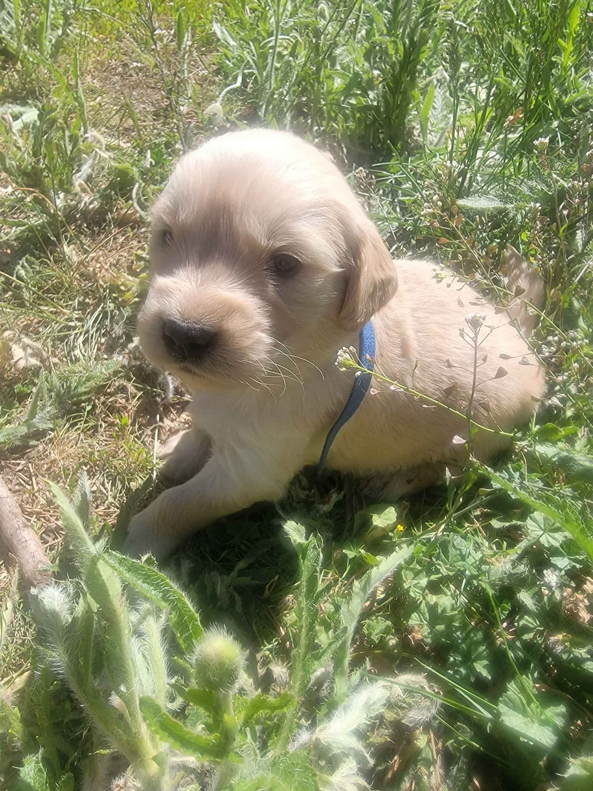 Golden Retriever Puppies breeder image 25