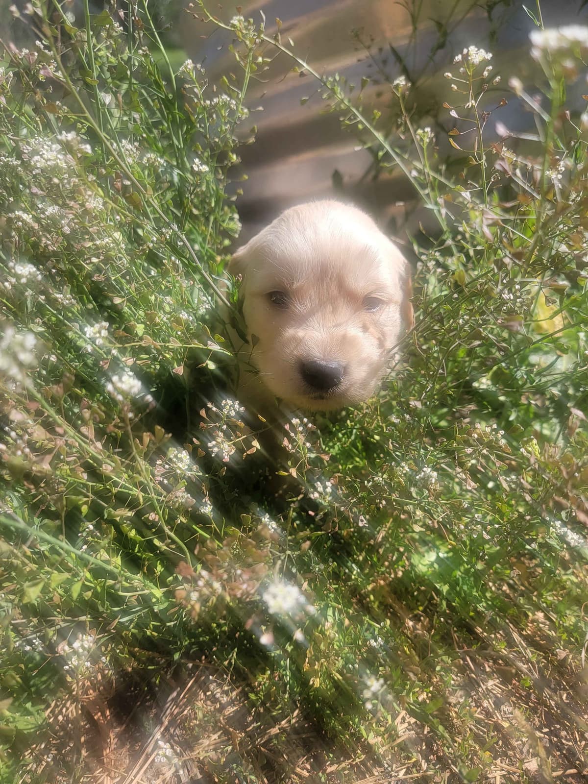Golden Retriever Puppies breeder image 27
