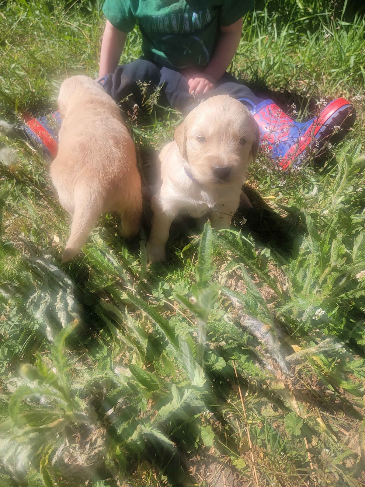 Golden Retriever Puppies breeder image 26