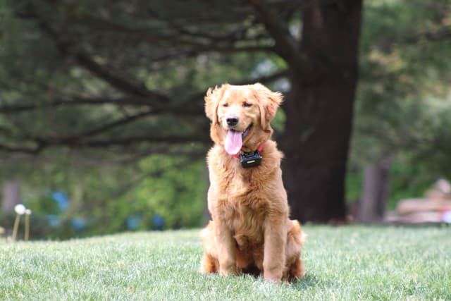 Golden Retriever Puppies media 11